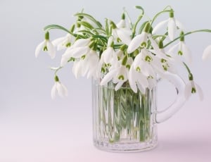 white petaled flowers in clear glass mug thumbnail