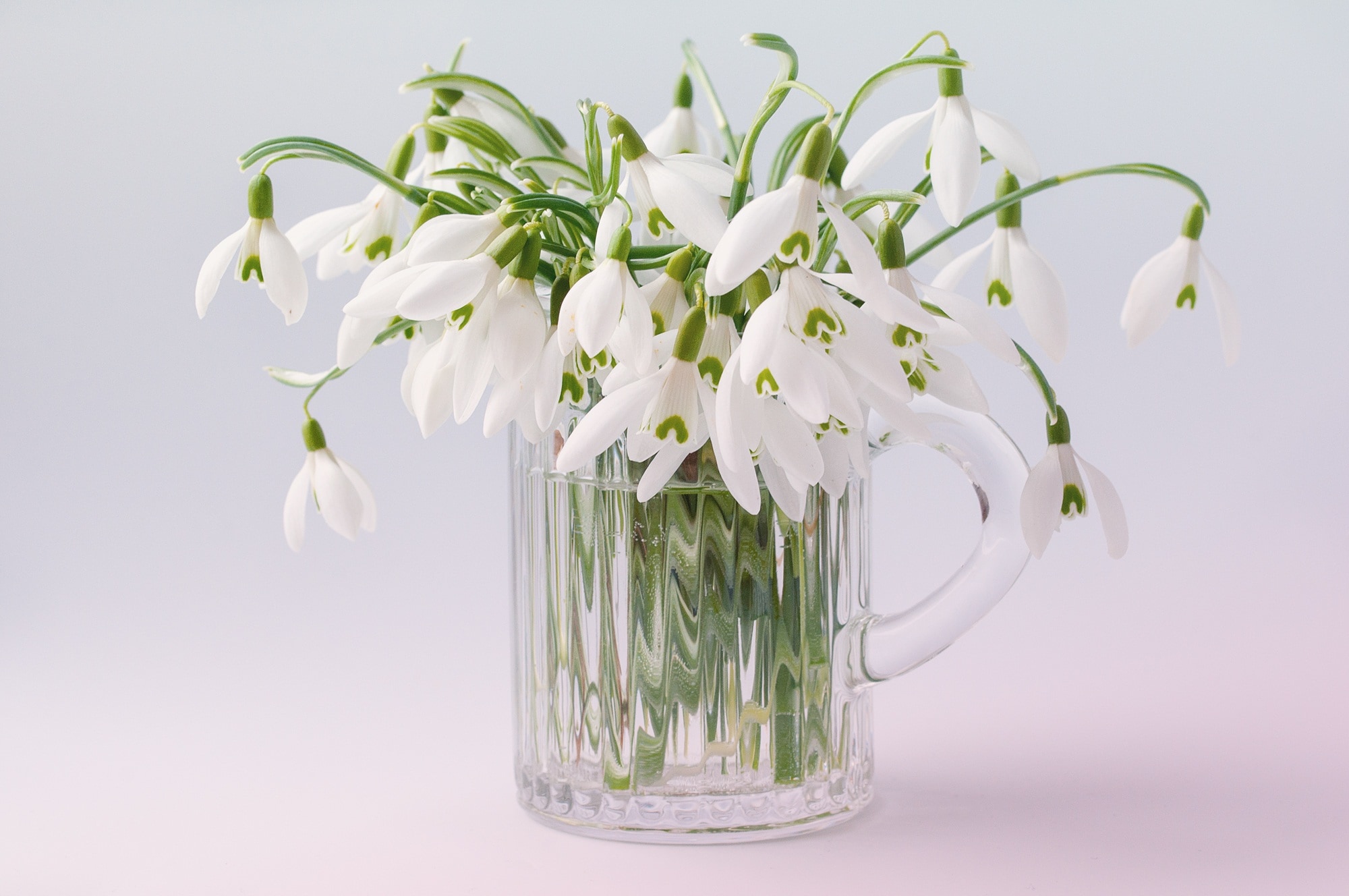 white petaled flowers in clear glass mug