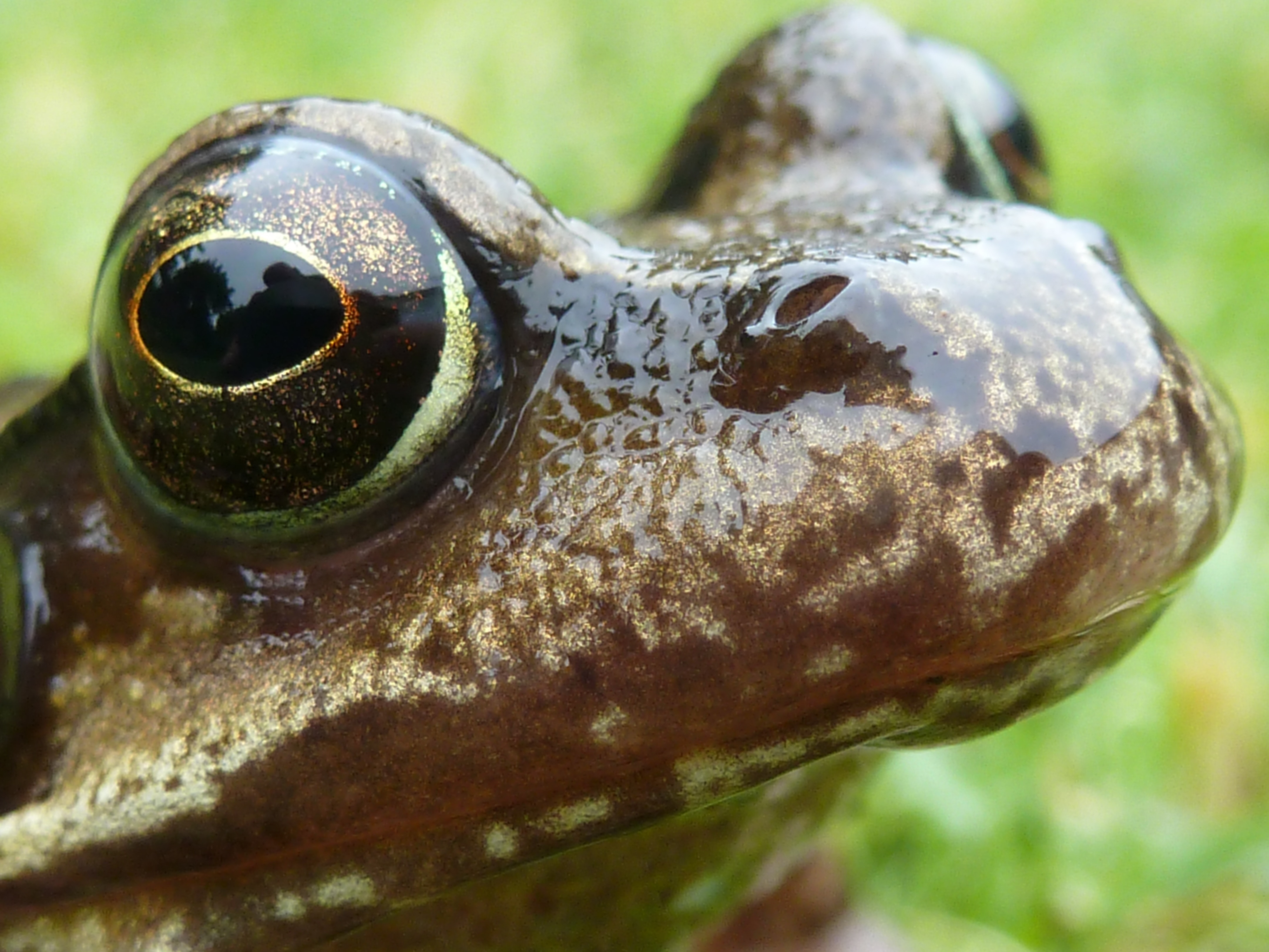 brown and black frog