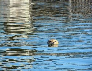 Robbe, Swim, Seal, one animal, animals in the wild thumbnail