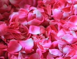 Potpourri, Rose Petals, Flower, pink color, flower thumbnail