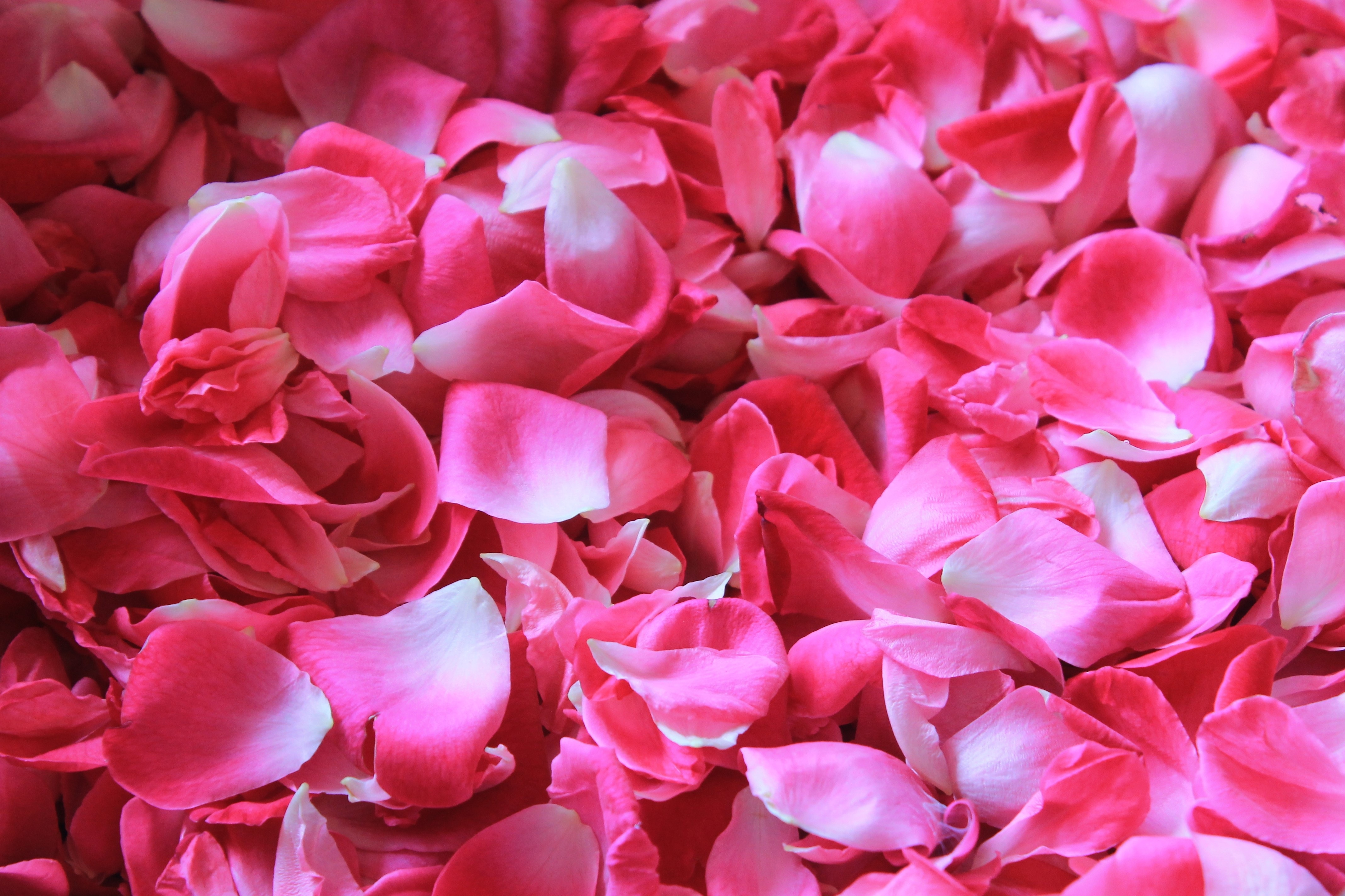Potpourri, Rose Petals, Flower, pink color, flower