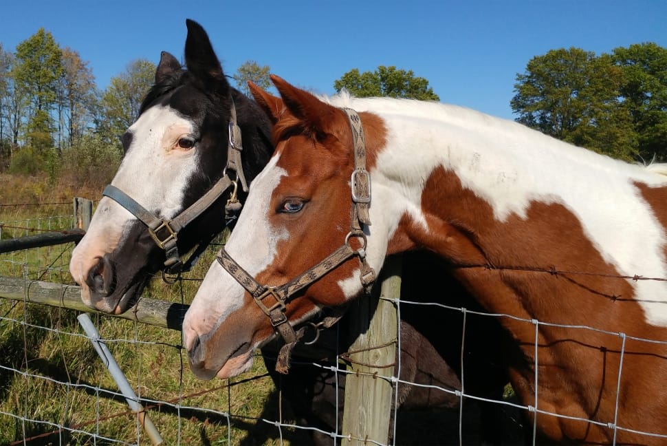 white and brown horse and black and white horse preview