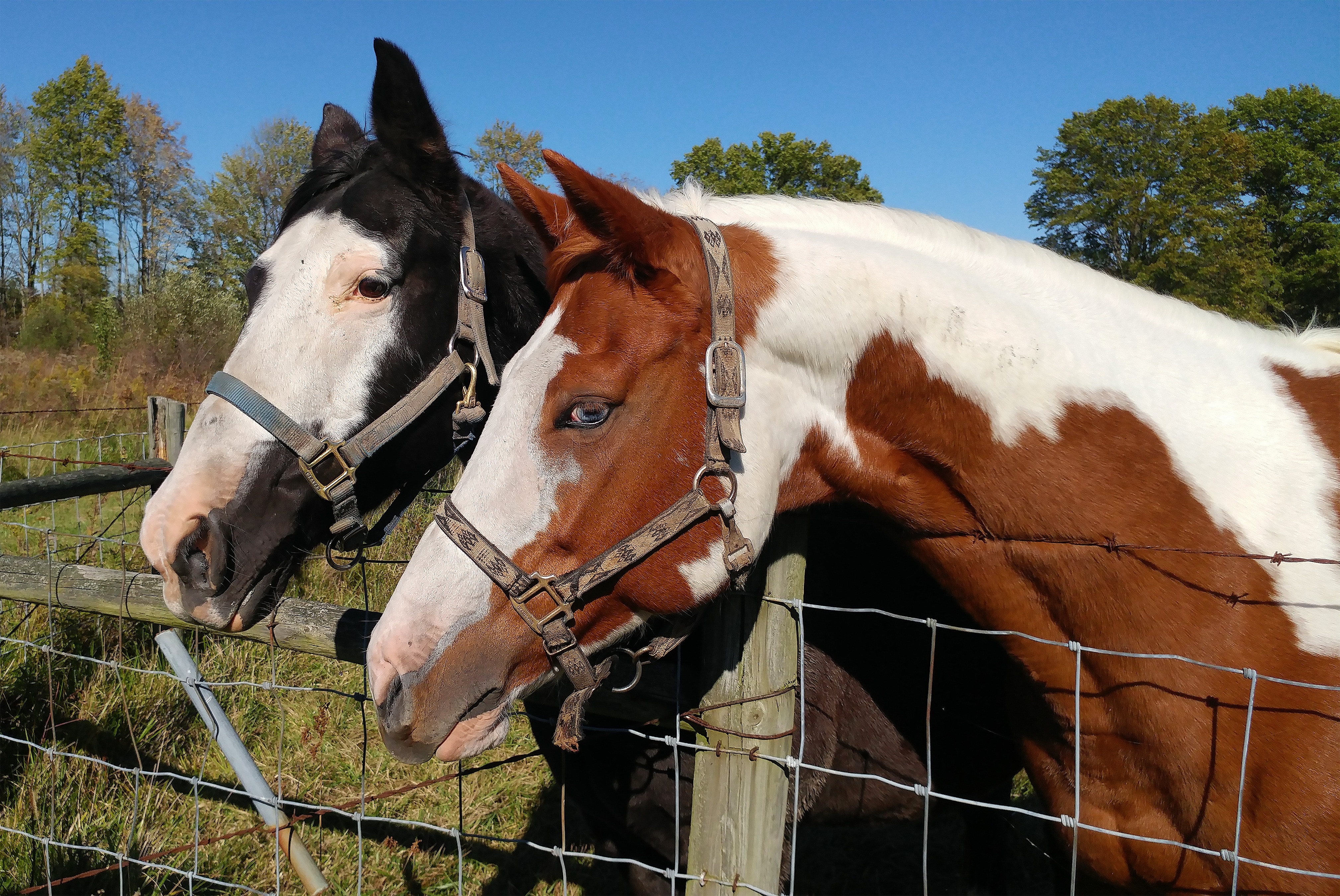 white and brown horse and black and white horse