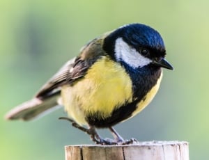 black blue and yellow small size bird thumbnail