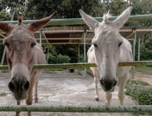 two donkeys thumbnail
