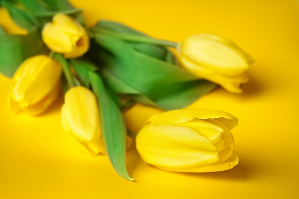 Flowers, Plant, Tulips, Meadow, Spring, yellow, freshness preview