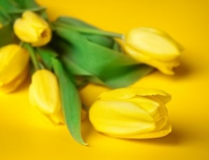 Flowers, Plant, Tulips, Meadow, Spring, yellow, freshness thumbnail