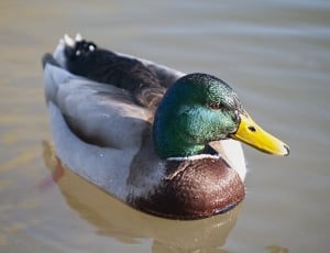 green brown and white  goose thumbnail