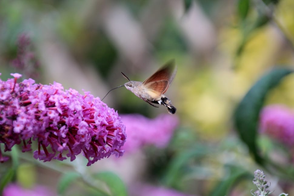 Butterfly, Animal, Hummingbird Hawk Moth, flower, insect preview