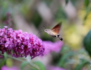 Butterfly, Animal, Hummingbird Hawk Moth, flower, insect thumbnail