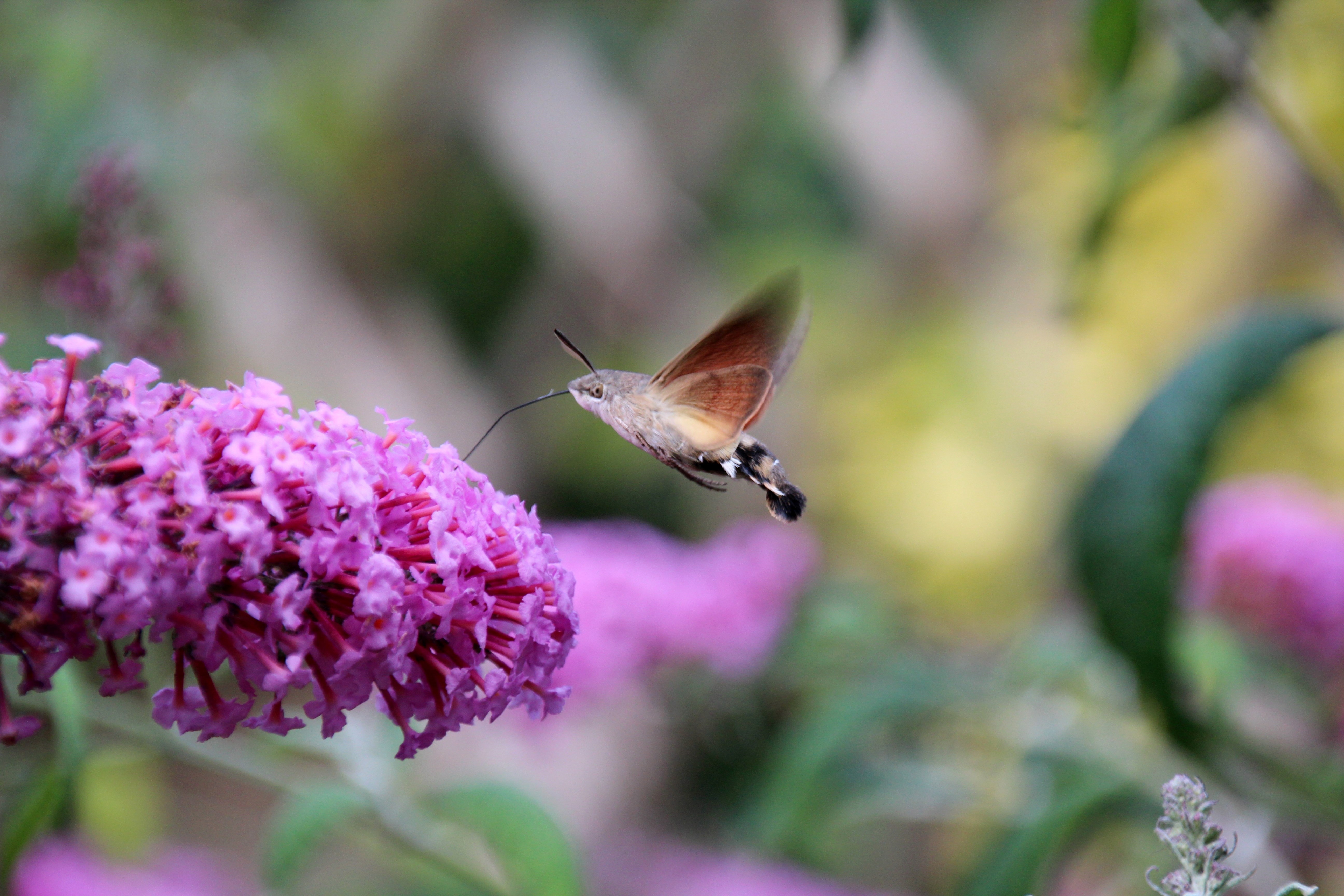 Butterfly, Animal, Hummingbird Hawk Moth, flower, insect