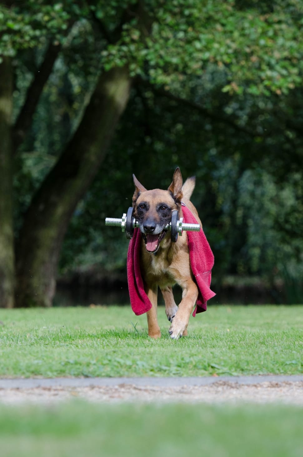 black and tan belgian malinois preview