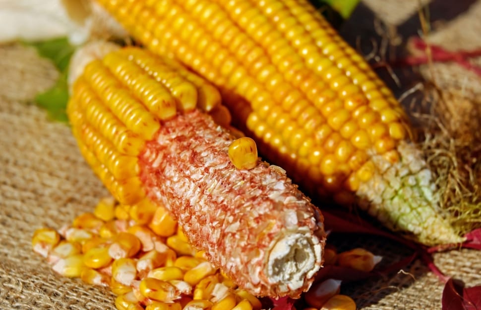 corn cob preview