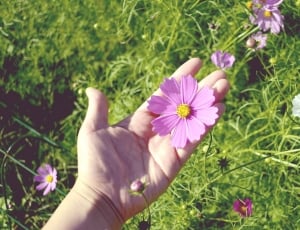 person showing pink flower thumbnail