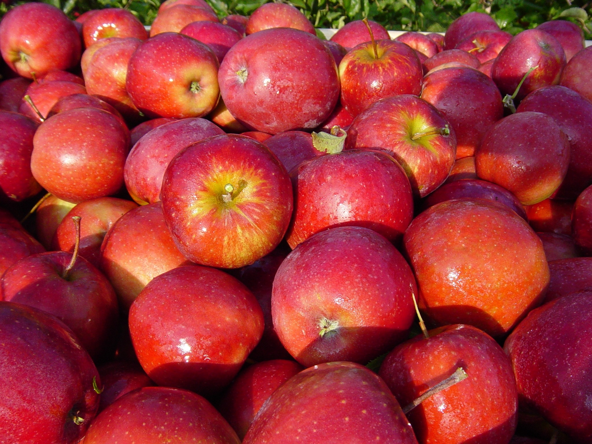 red apples lot