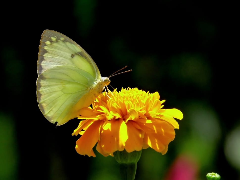 cloudless sulphur butterfly preview