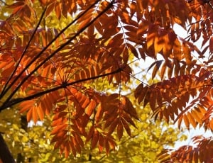 orange leafed tree thumbnail