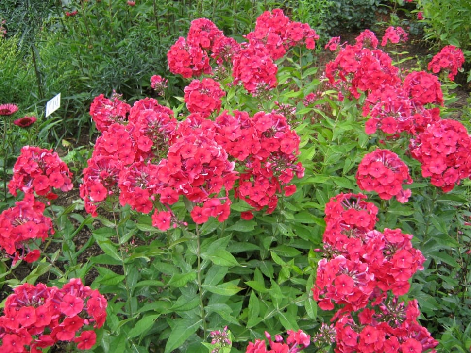 red petaled flowers plant preview