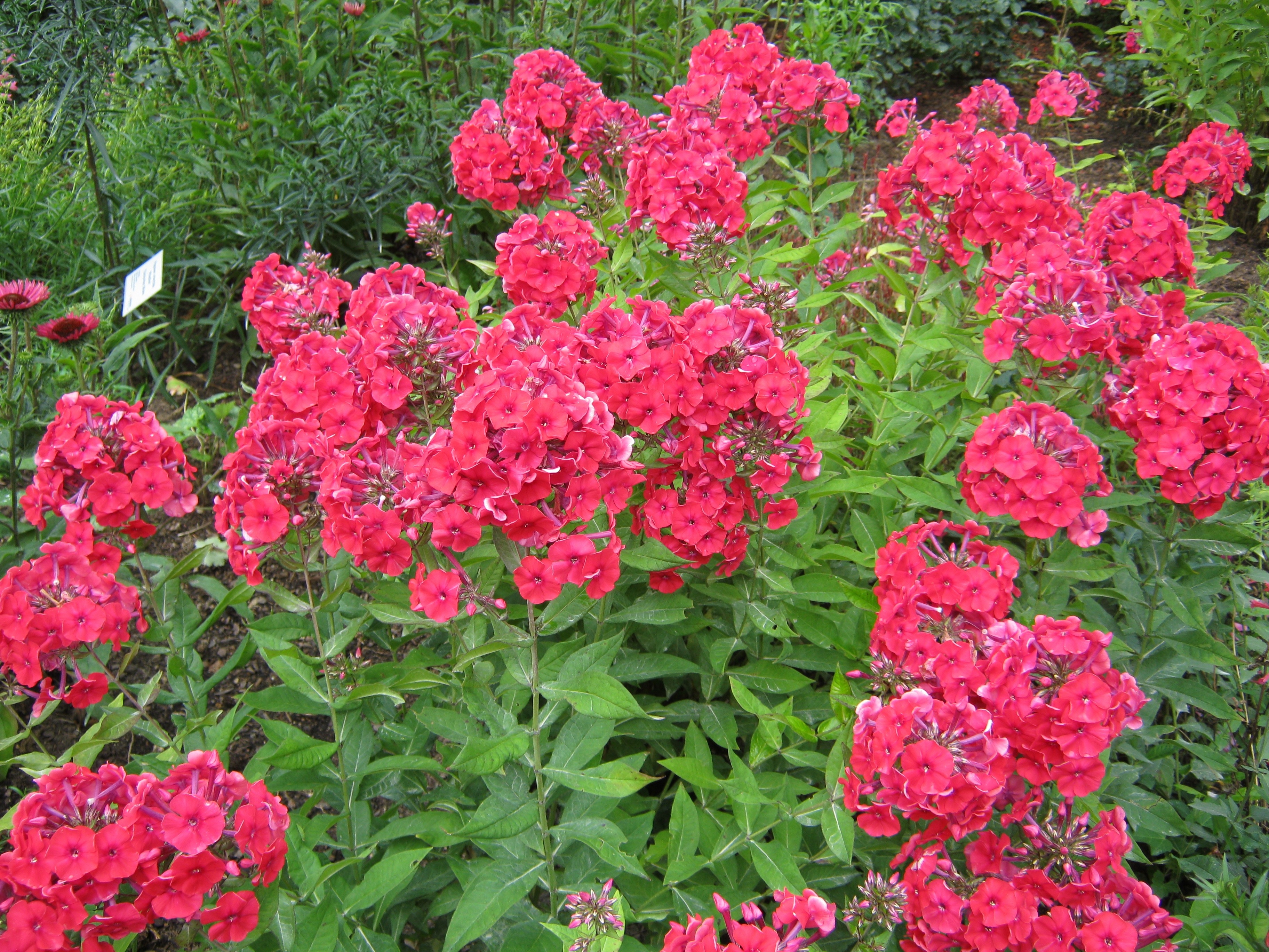red petaled flowers plant