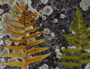 two brown and green ferns thumbnail