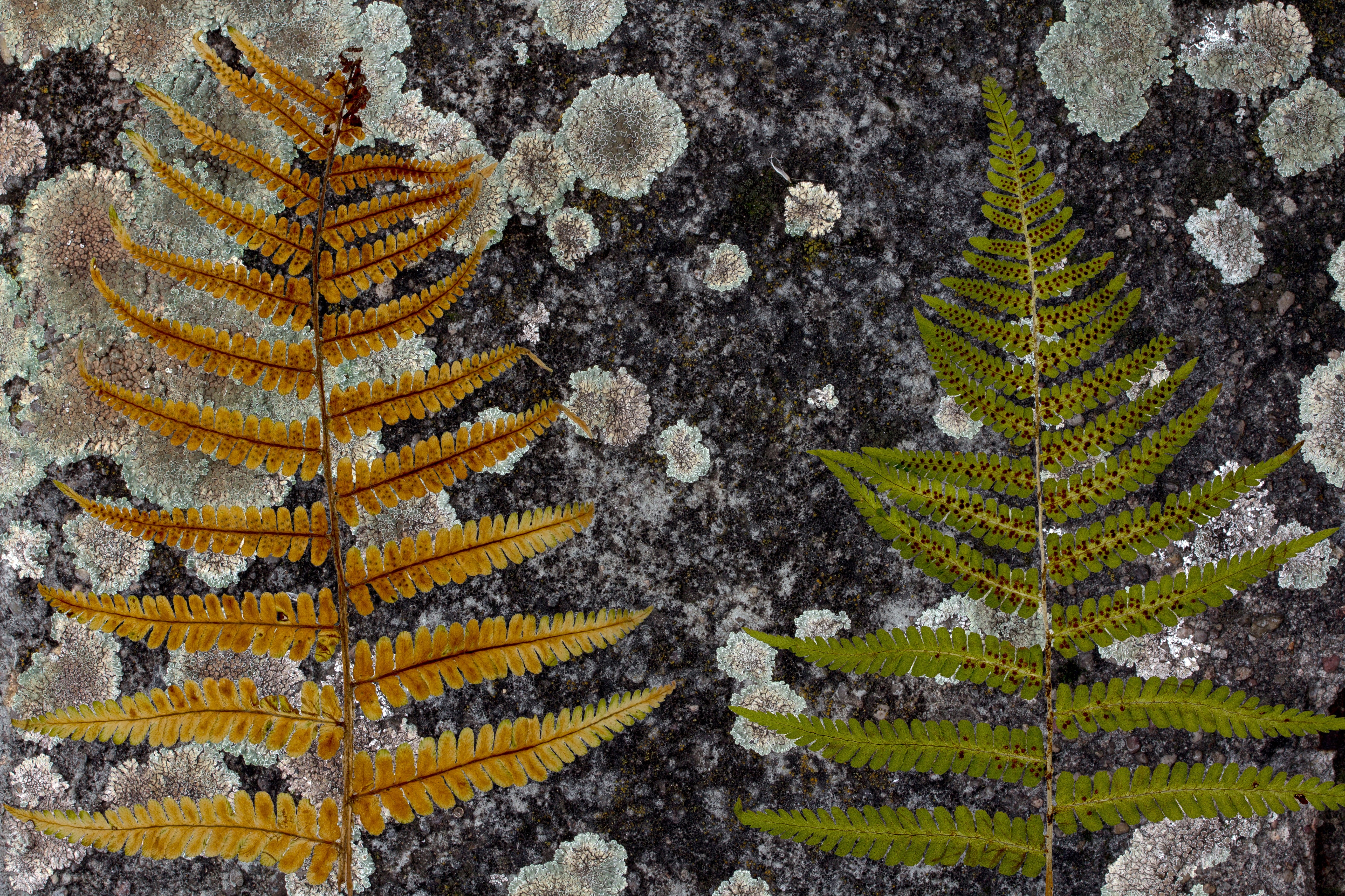 two brown and green ferns