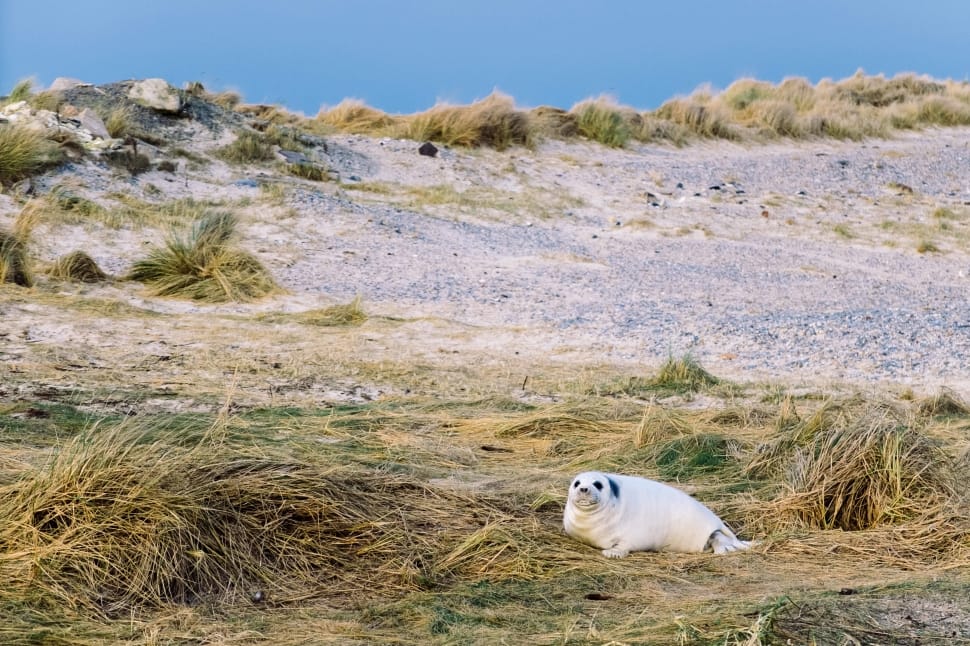 white seal on brown dry grass during daytime preview