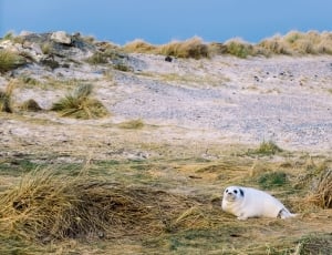 white seal on brown dry grass during daytime thumbnail