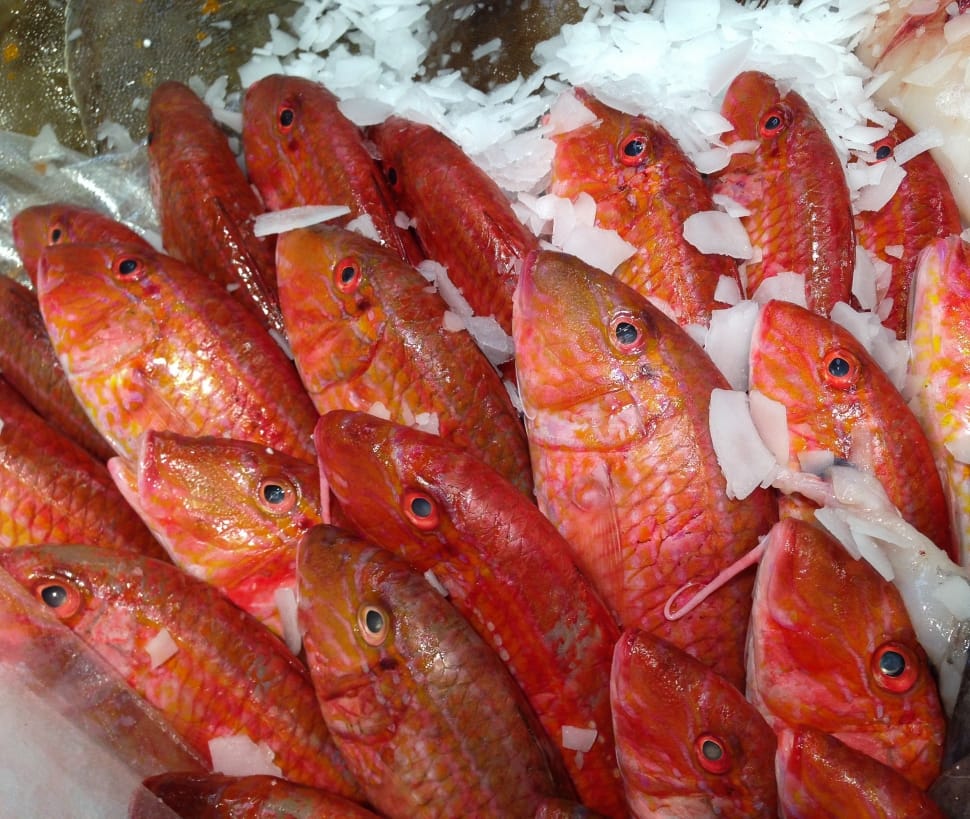 red edible fishes preview
