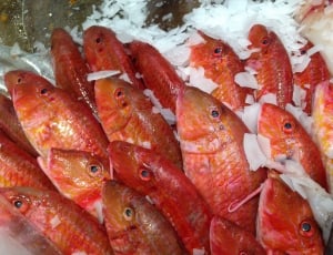 red edible fishes thumbnail