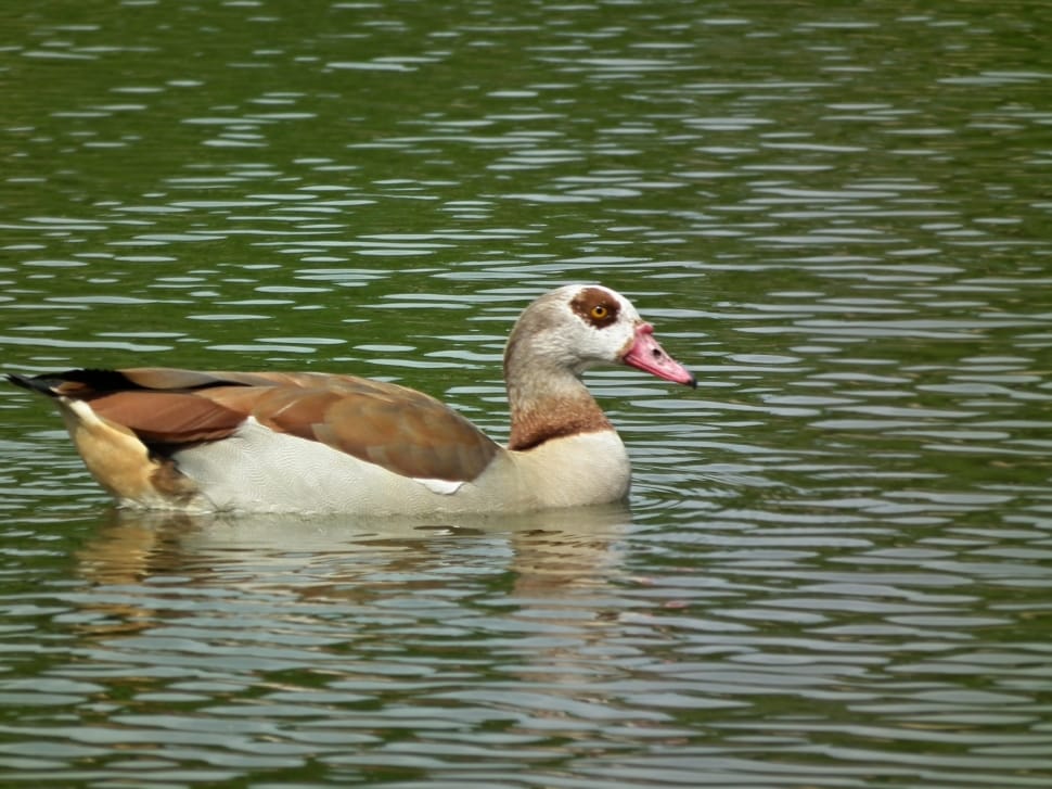 brown and white feathered duck preview