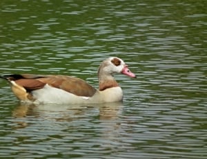 brown and white feathered duck thumbnail