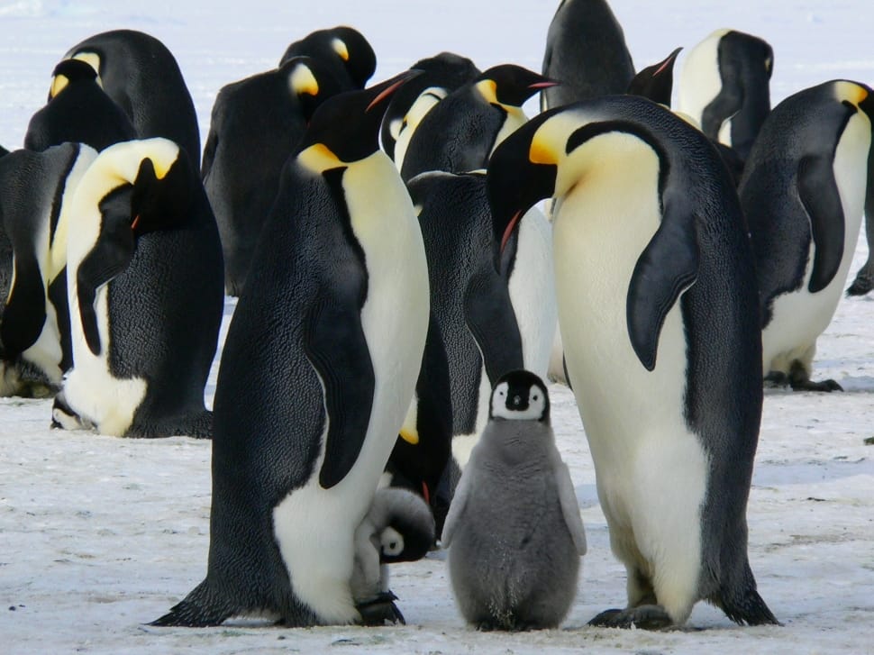 group of white-yellow-black penguins on snow preview