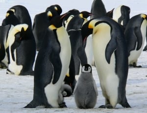 group of white-yellow-black penguins on snow thumbnail