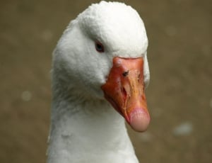 Portrait, Goose, Bill, Head, bird, beak thumbnail