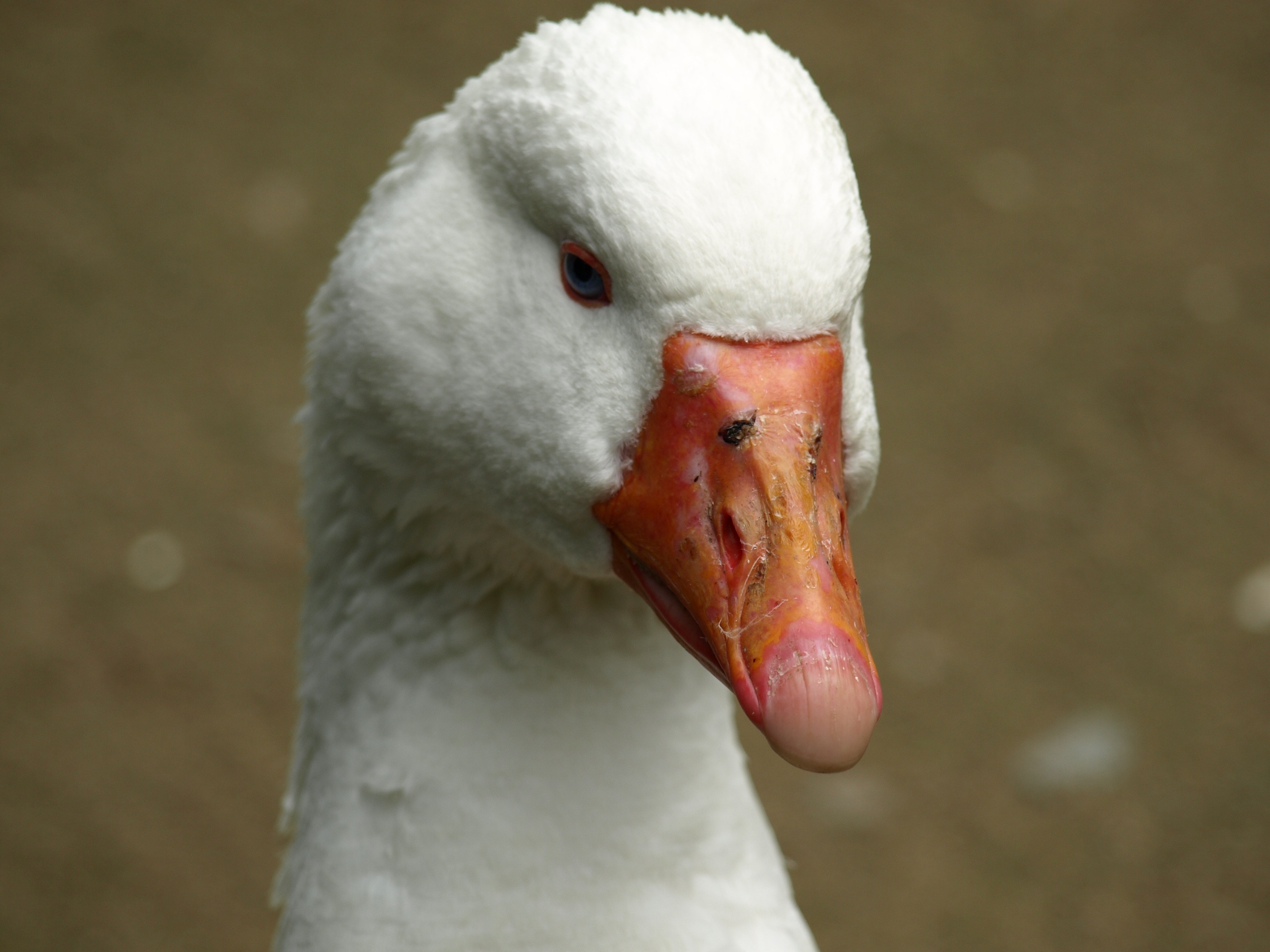 Portrait, Goose, Bill, Head, bird, beak