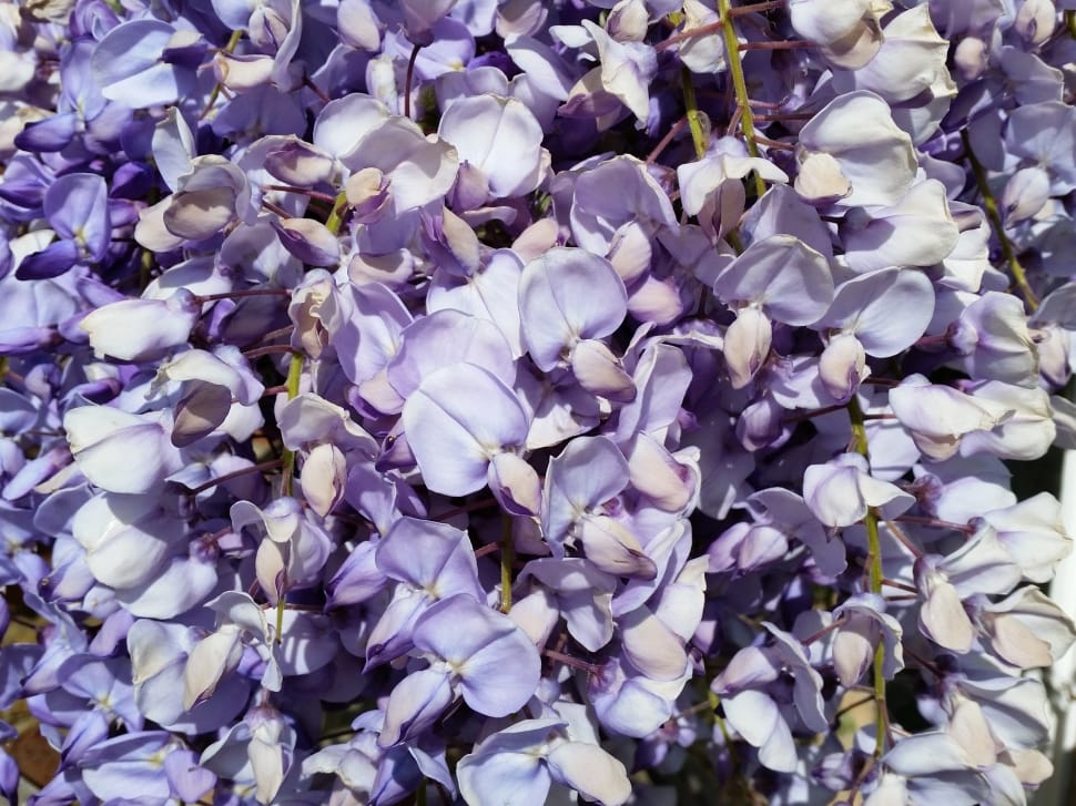 purple sweet pea preview