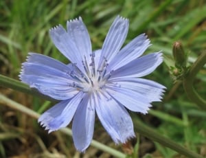 blue dianthus thumbnail