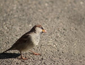 gray and brown bird thumbnail