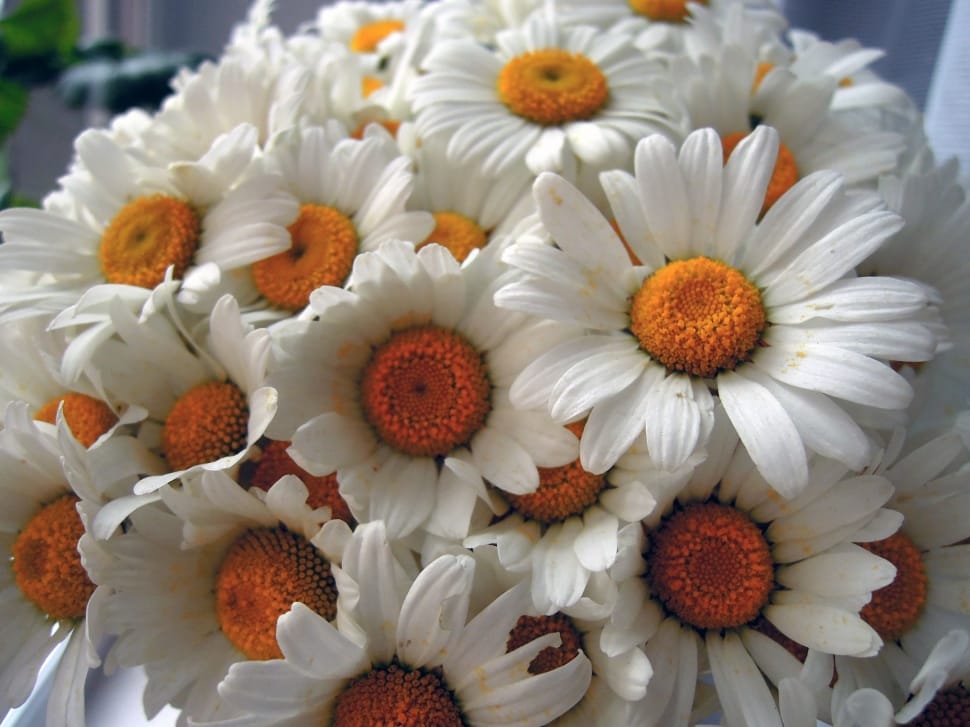 Flowers, White, White Flowers, Chamomile, flower, close-up preview