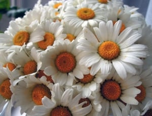 Flowers, White, White Flowers, Chamomile, flower, close-up thumbnail
