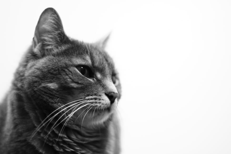 grayscale photo of cat preview