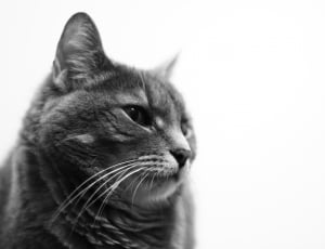 grayscale photo of cat thumbnail