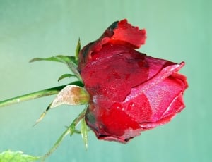 Dew, Flower, Petals, Rose, Red, Drops, red, close-up thumbnail