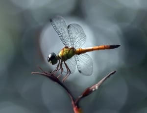 brown and green dragonfly thumbnail