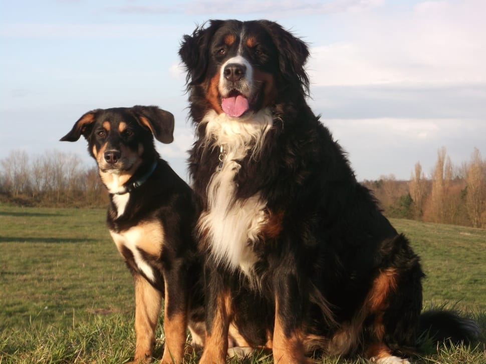 bernese mountain dog and greater swiss mountain dog preview