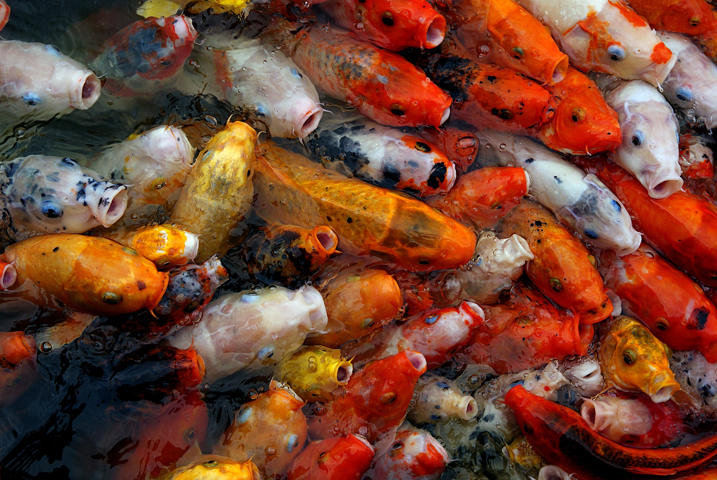 Koi carp