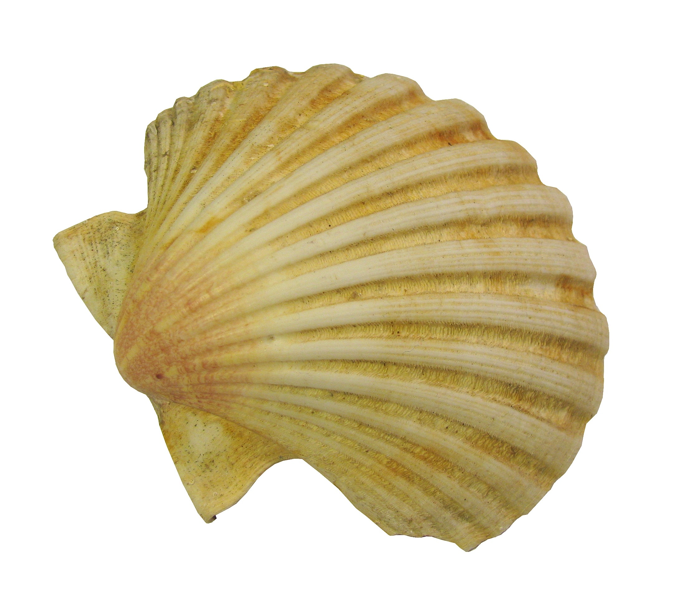 brown clam shell