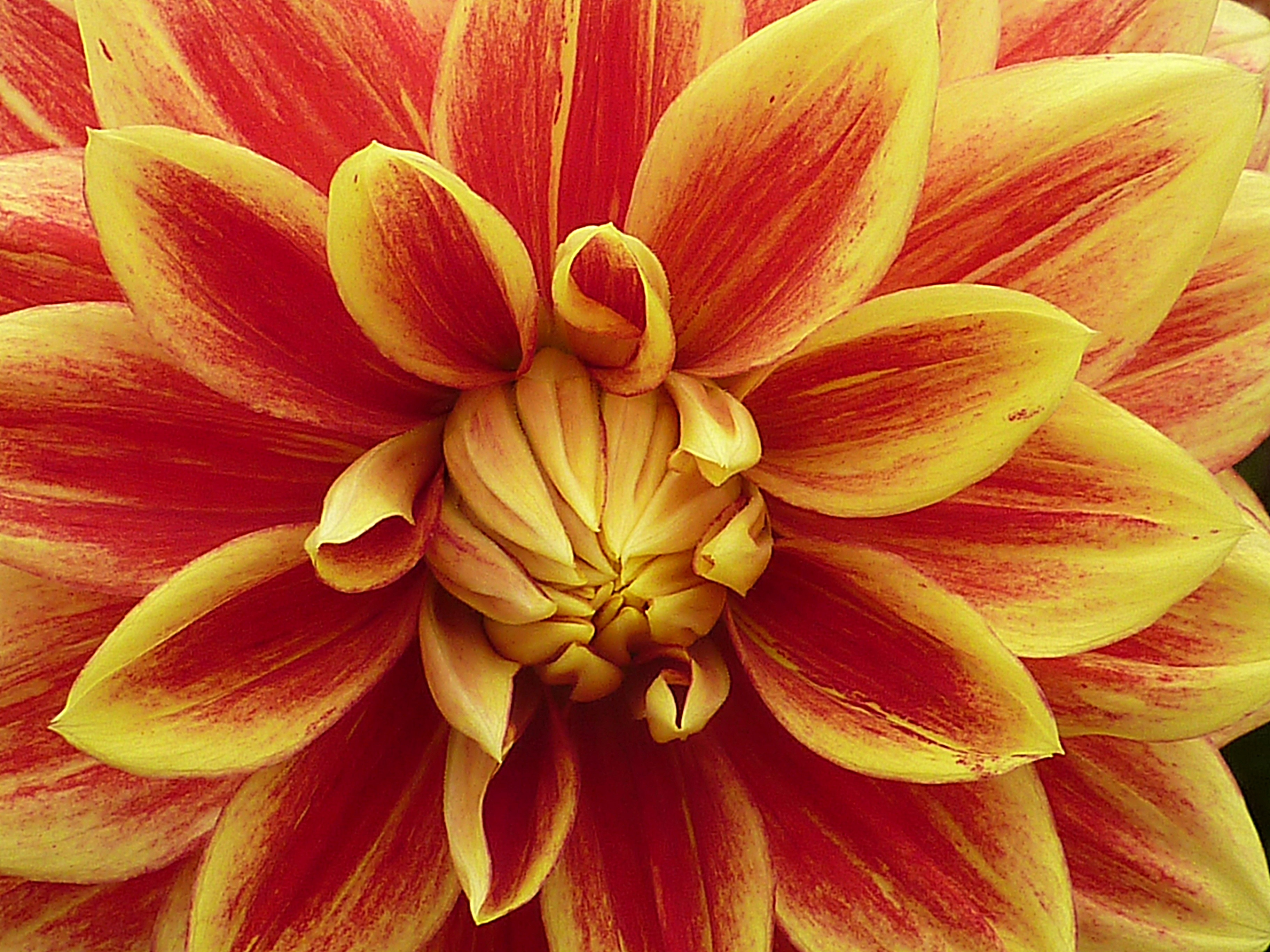 red and yellow petal flower