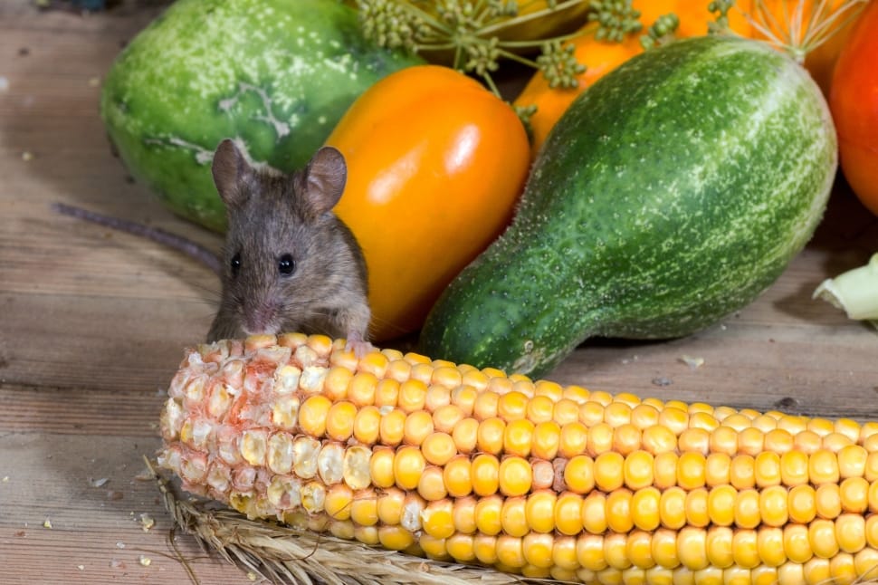 Wild, Nager, Corn, Mouse, food and drink, vegetable preview